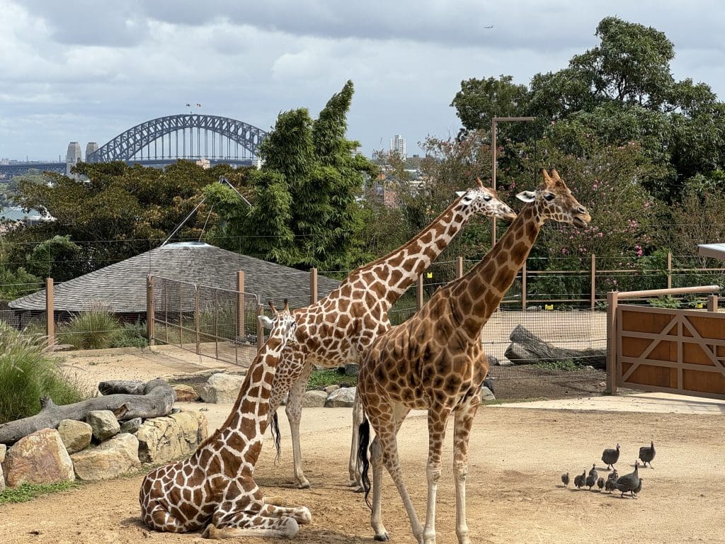 Taronga Zoo Rebecca Connolly