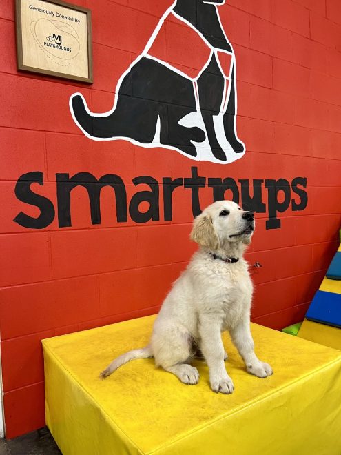 Moranbah Smart Pups