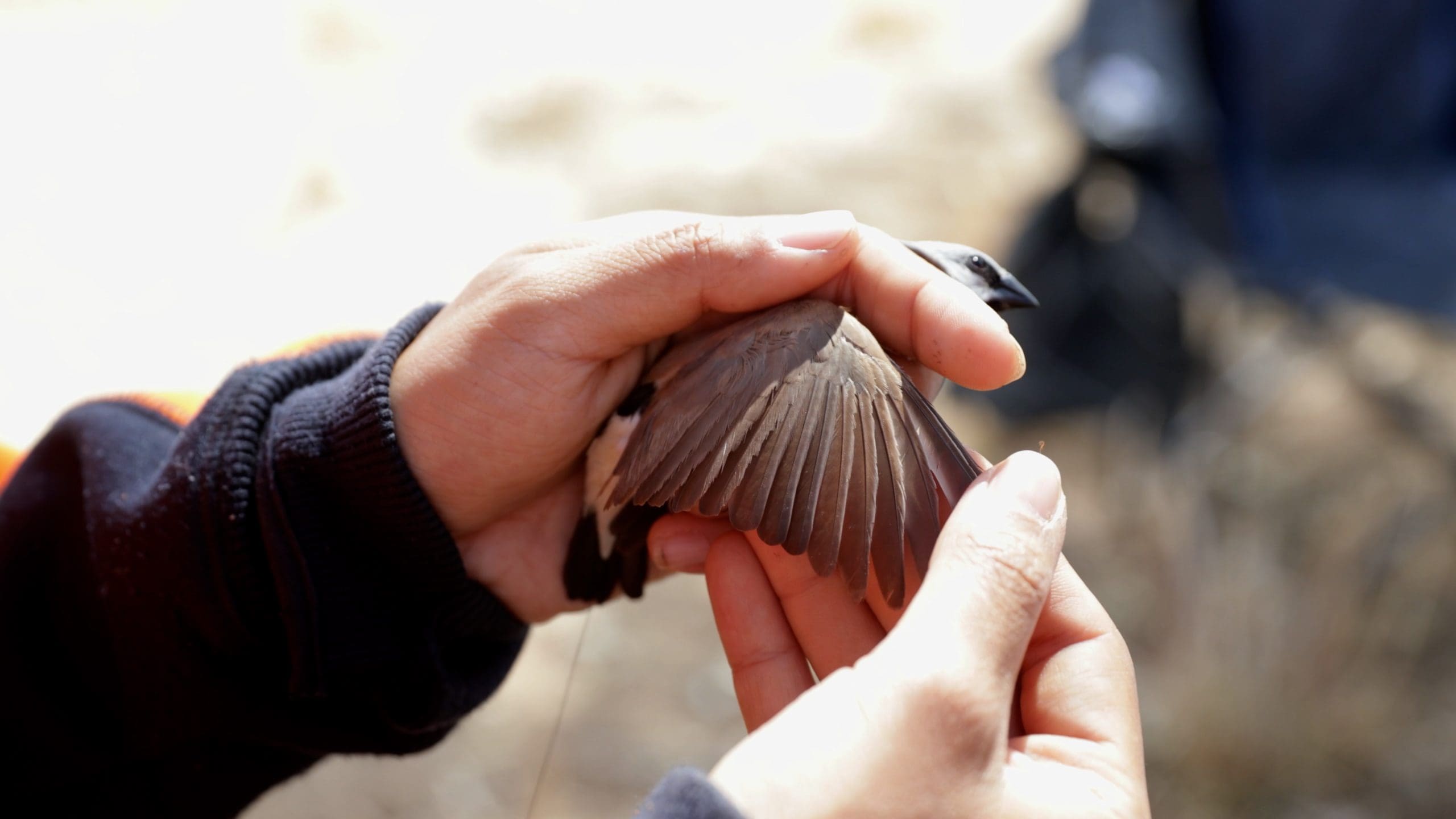 Black-throated finch @ The Coalface